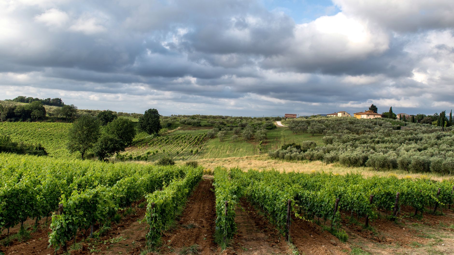 Μεγάλα ελληνικά κρασιά στη δημοπρασία των Masters of Wine